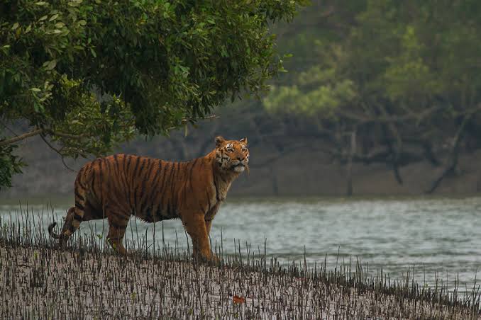 Sundarban
